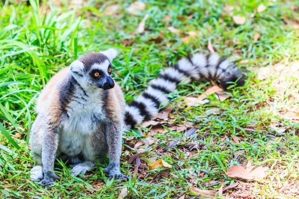 Ring-tailed lemur animal — Stock Photo, Image