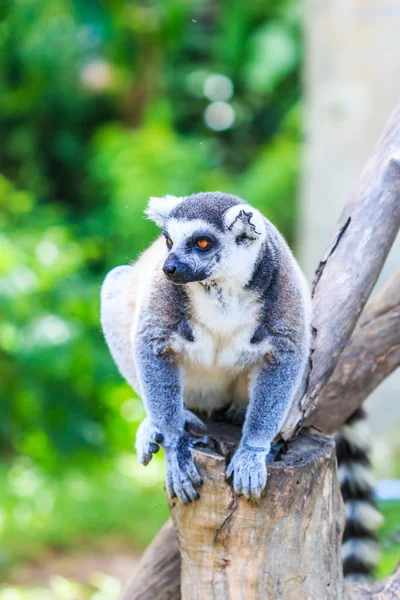 Ring-tailed lemur animal — Stock Photo, Image