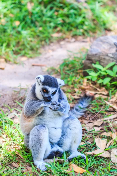 Ring-tailed lemur animal — Stock Photo, Image