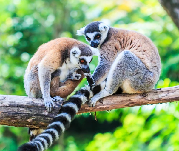 Limoni dalla coda ad anello in natura — Foto Stock