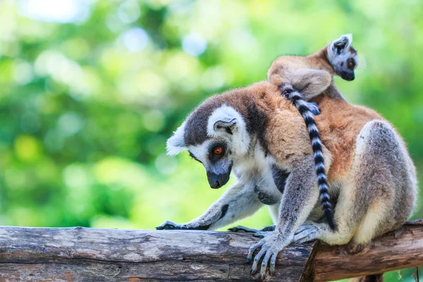 Lémures de cola anillada en la naturaleza — Foto de Stock