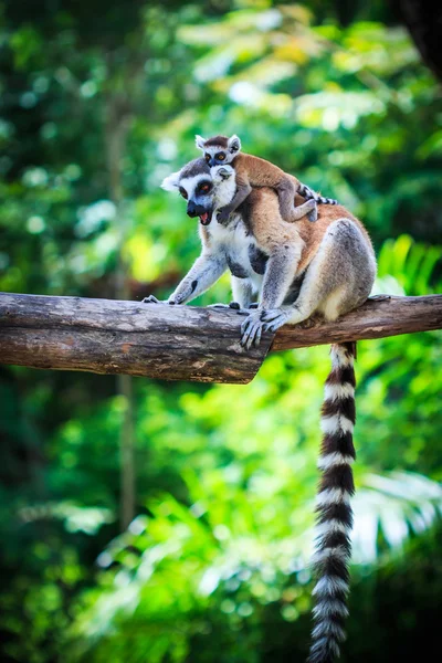 자연에서 고리 여우 원숭이 — 스톡 사진