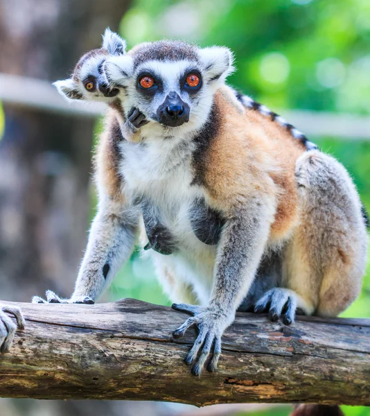 Ring-tailed lemurs  in nature — Stock Photo, Image