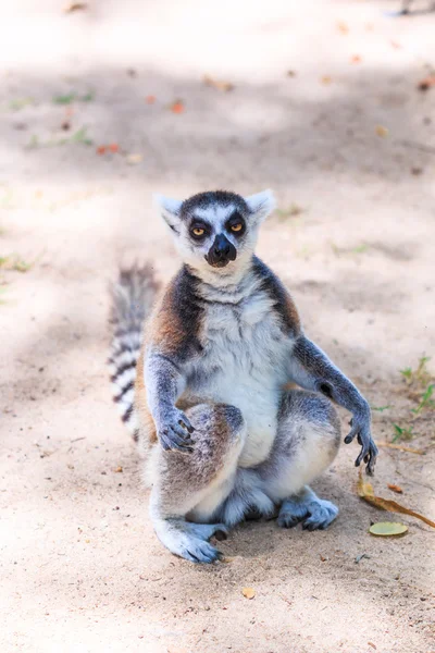 Ring-tailed lemur animal — Stock Photo, Image