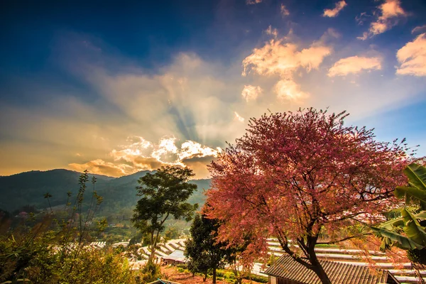 Manzara günbatımı Chiang Mai — Stok fotoğraf