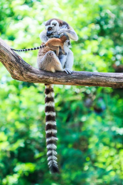 Ring-tailed lemurs  in nature — Stock Photo, Image