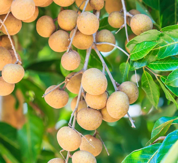 Fruits longan in Chiang Mai — Stock Photo, Image