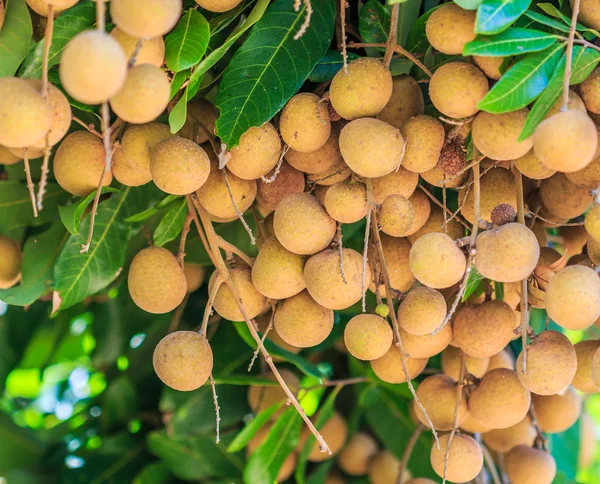 Frutas longan en Chiang Mai — Foto de Stock