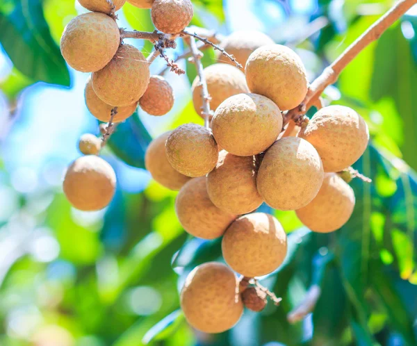 Fruits longan in Chiang Mai — Stock Photo, Image