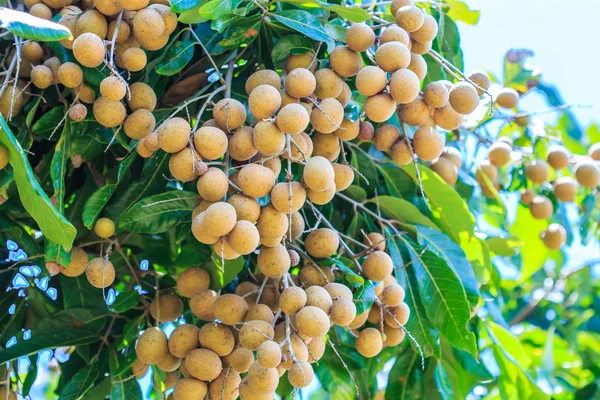 Fruits longan in Chiang Mai — Stock Photo, Image
