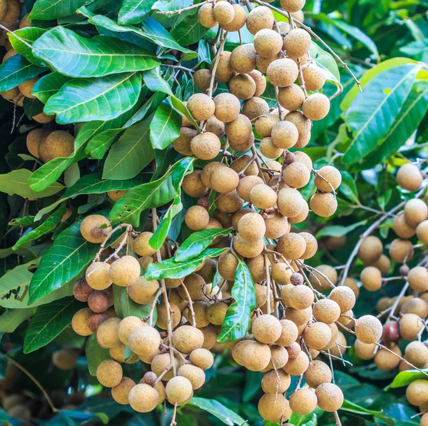 Vruchten longan in Chiang Mai — Stockfoto