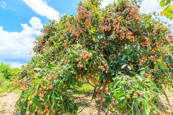 Frukter longan i Chiang Mai — Stockfoto