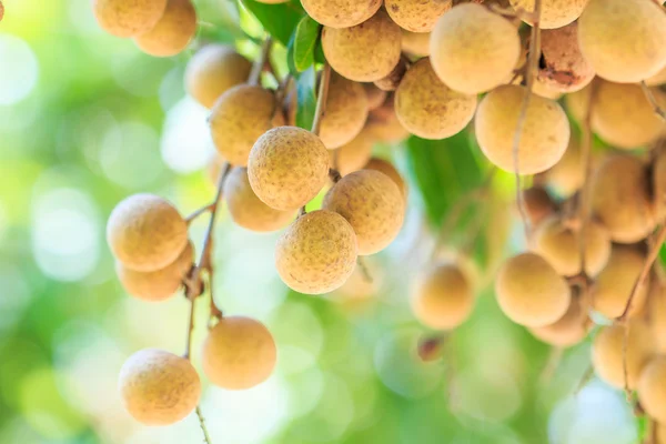 Frutas longan en Chiang Mai —  Fotos de Stock