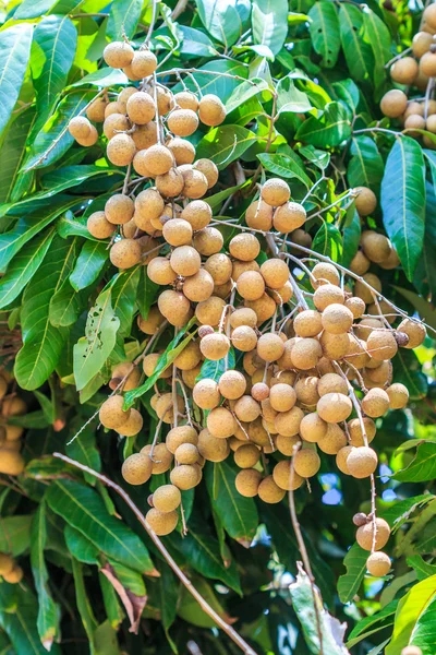 Fruits longan in Chiang Mai — Stock Photo, Image