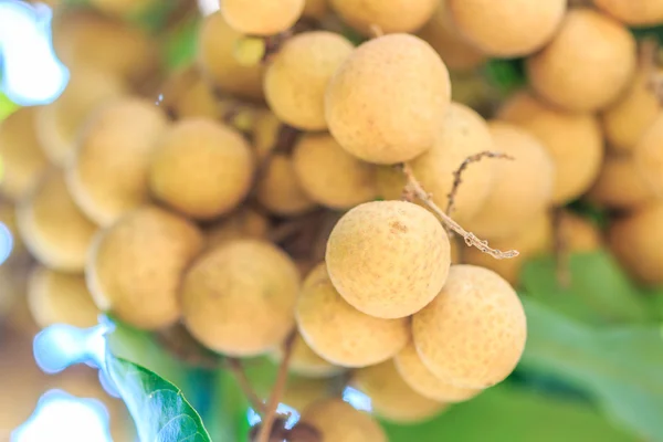 Frutta longan a Chiang Mai — Foto Stock