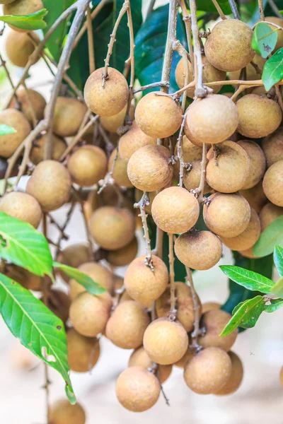 Frutas longan en Chiang Mai —  Fotos de Stock