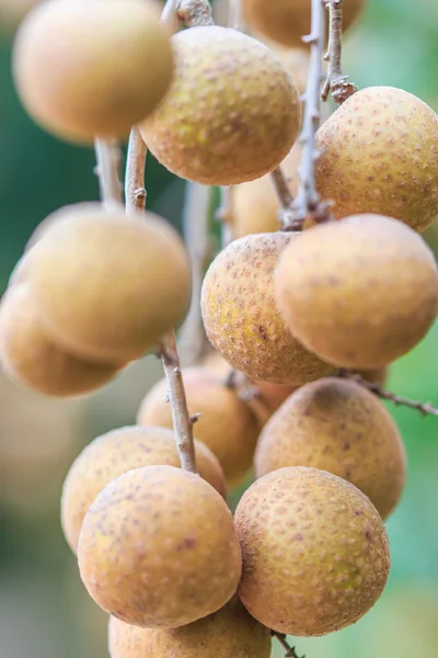 Longan owoce w Chiang Mai — Zdjęcie stockowe
