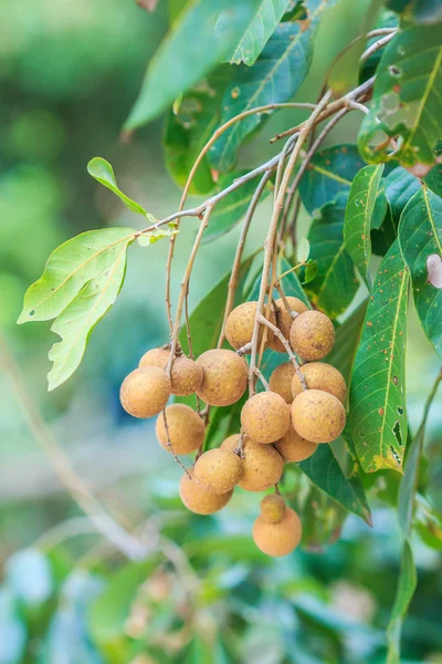 Frutas em Chiang Mai — Fotografia de Stock