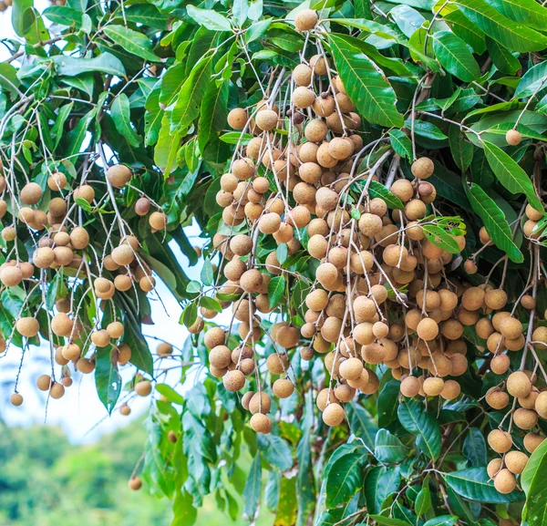Frukter longan i Chiang Mai — Stockfoto