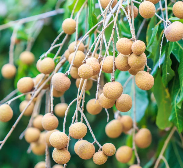 Frutas longan en Chiang Mai —  Fotos de Stock