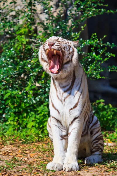 White Tiger animal in nature — Stock Photo, Image