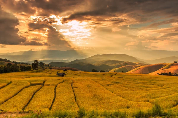 Paddy Field in Mae Jam Village — Stock Photo, Image