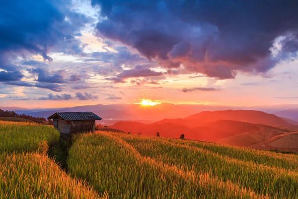 Campo Paddy em Mae Jam Village — Fotografia de Stock