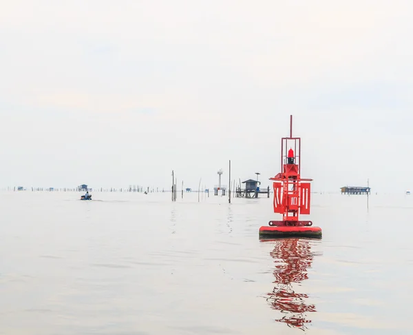 Mar de mejillones en la costa — Foto de Stock