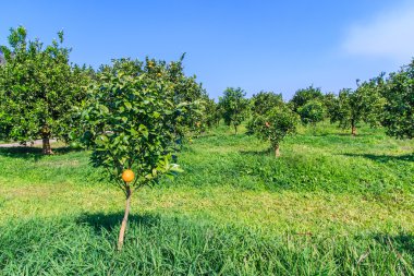 Bahçede portakal ağacı