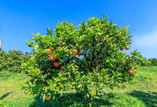 Pomarańczowe drzewa w ogrodzie — Zdjęcie stockowe