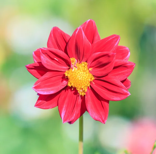 Kleurrijke dahlia bloem — Stockfoto