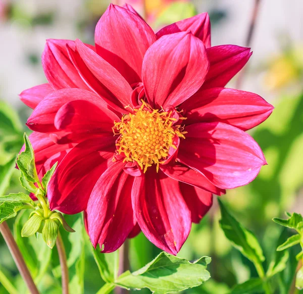 Färgglada dahlia blomma — Stockfoto