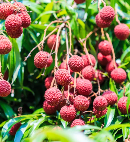 Reife Litschi-Früchte — Stockfoto