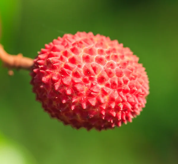 Ripe Lychee fruit — Stock Photo, Image