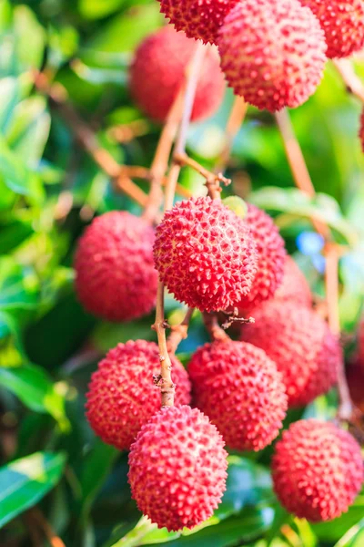 Frutas maduras de lichi — Foto de Stock