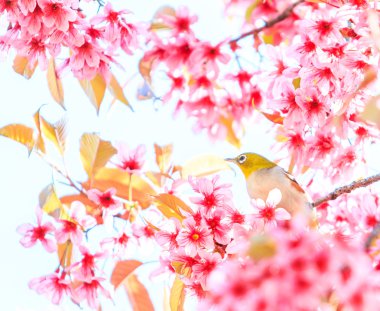 Sakura üzerinde küçük kuş