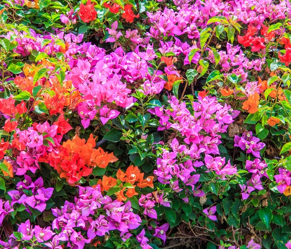 Kwiatów bugenwilli krzew — Zdjęcie stockowe