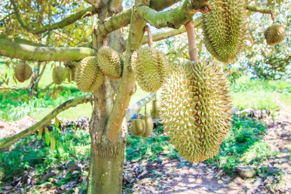 Durian Frutas tropicales — Foto de Stock