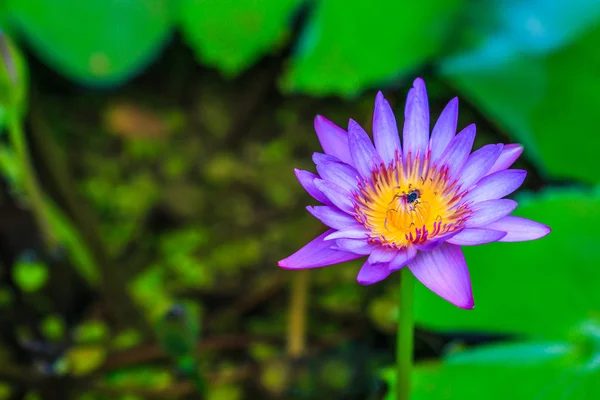 Paarse lotusbloem — Stockfoto