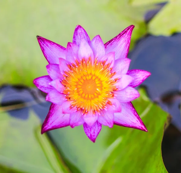 Flor de lótus roxo — Fotografia de Stock