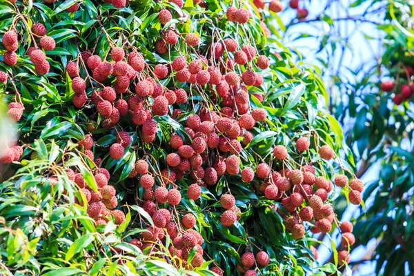 Reife Litschi-Früchte — Stockfoto