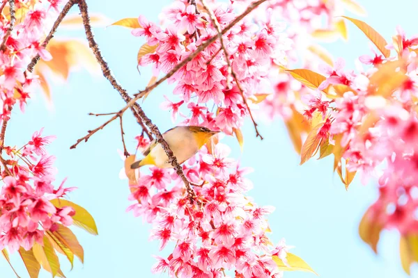 Kleiner Vogel auf Sakura — Stockfoto