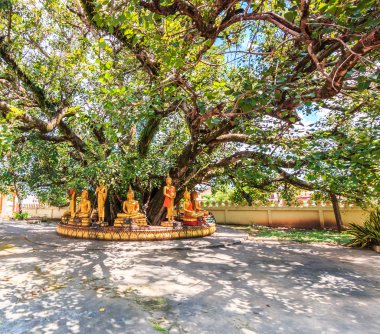 Buda bodhi ağacının altında