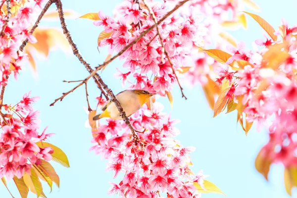 Ptaszek na sakura — Zdjęcie stockowe
