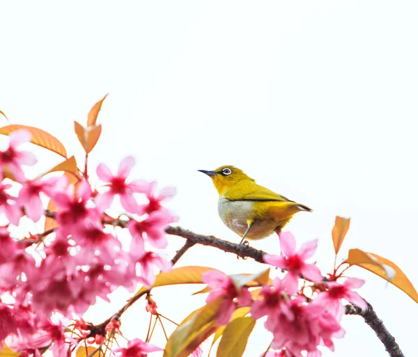 Passarinho em sakura — Fotografia de Stock