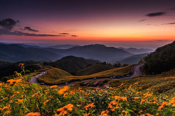 Landscape over sunset with flowers — Stock Photo, Image