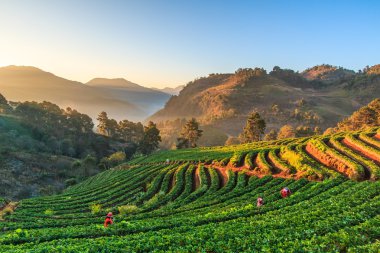 Doi Ang Khang, çilek Bahçe