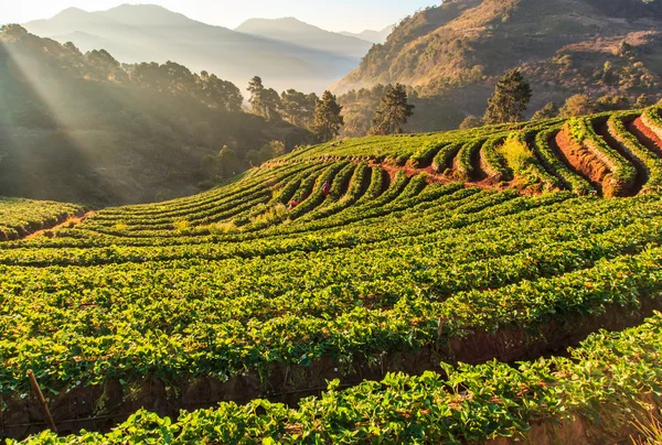 Strawberry garden at Doi Ang Khang — Stock Photo, Image