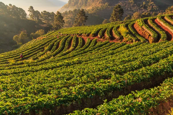 Giardino delle fragole a Doi Ang Khang — Foto Stock