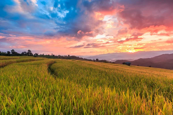 Paddy Field in Mae Jam Village — Stock Photo, Image